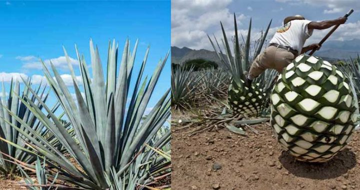 agave